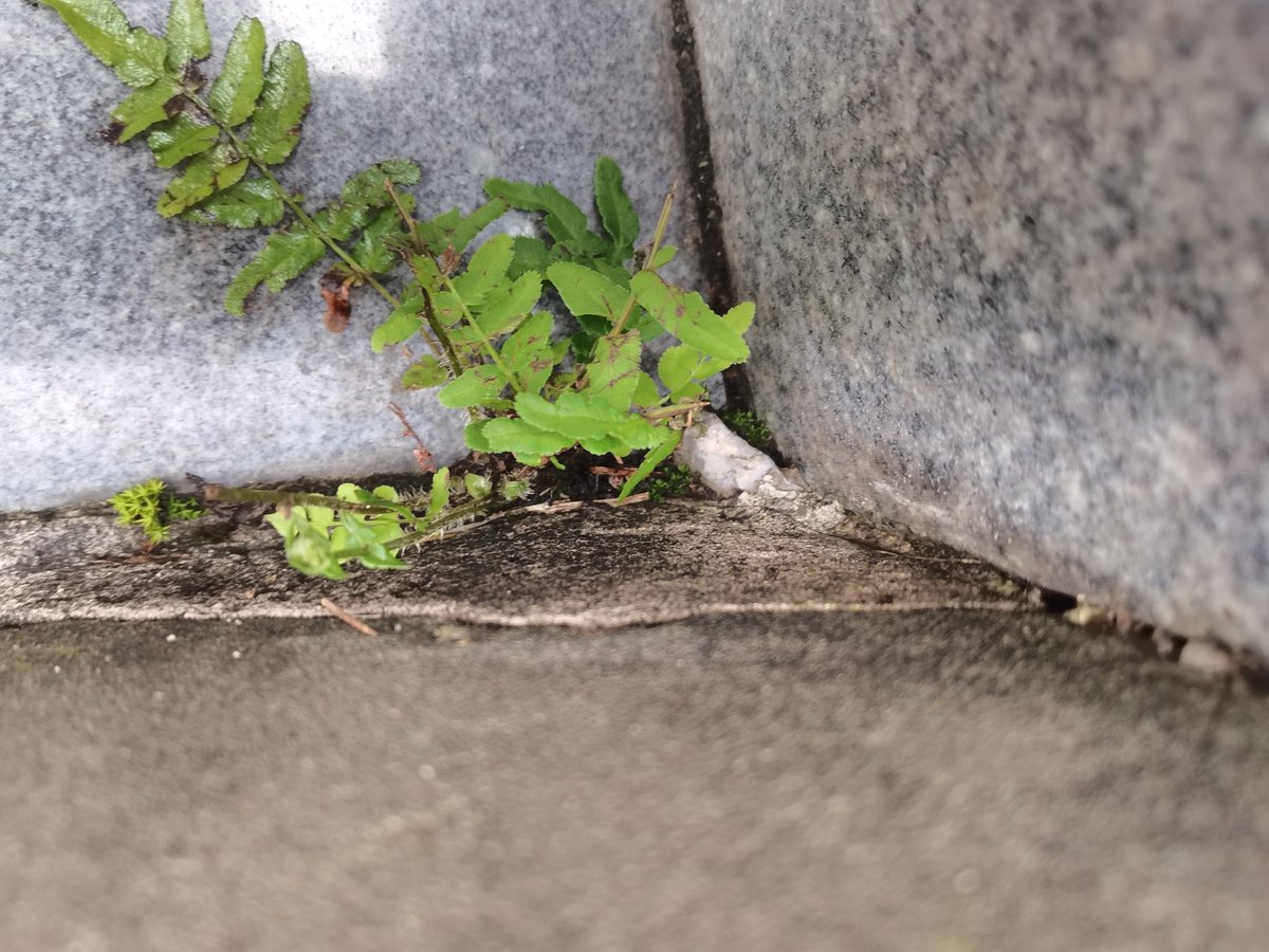 JanellMerr71156's tweet photo. Growth isn’t about becoming perfect—it’s about looking back and being glad you didn’t quit when every part of you wanted to. The messy steps, small wins, and even the hard falls all shaped who you are right now.， https://t.co/YYEv5dZinc