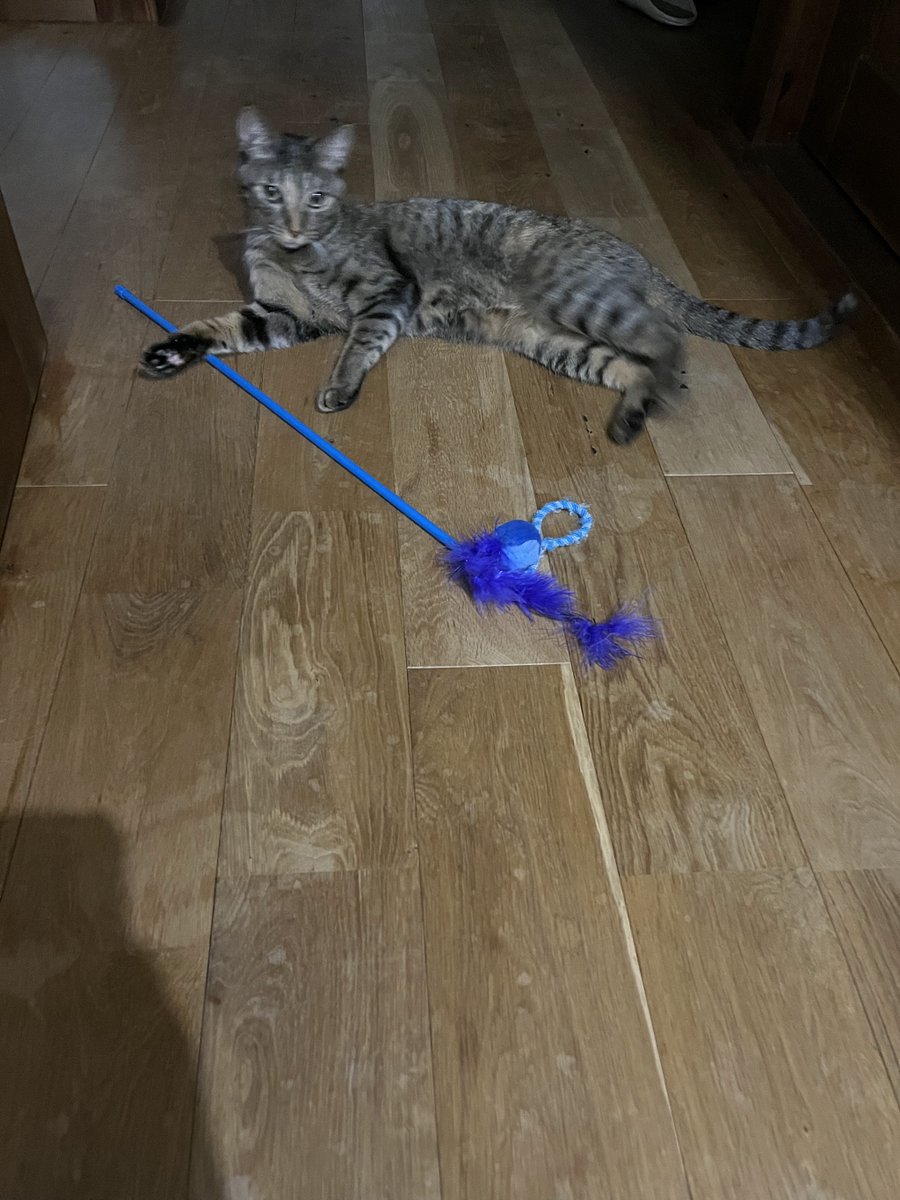 shupippip's tweet photo. 本日2回目のシュピです。お納めください。
#キジトラ #猫のいる暮らし #猫好き #猫との暮らし https://t.co/n5AgWwCtZH