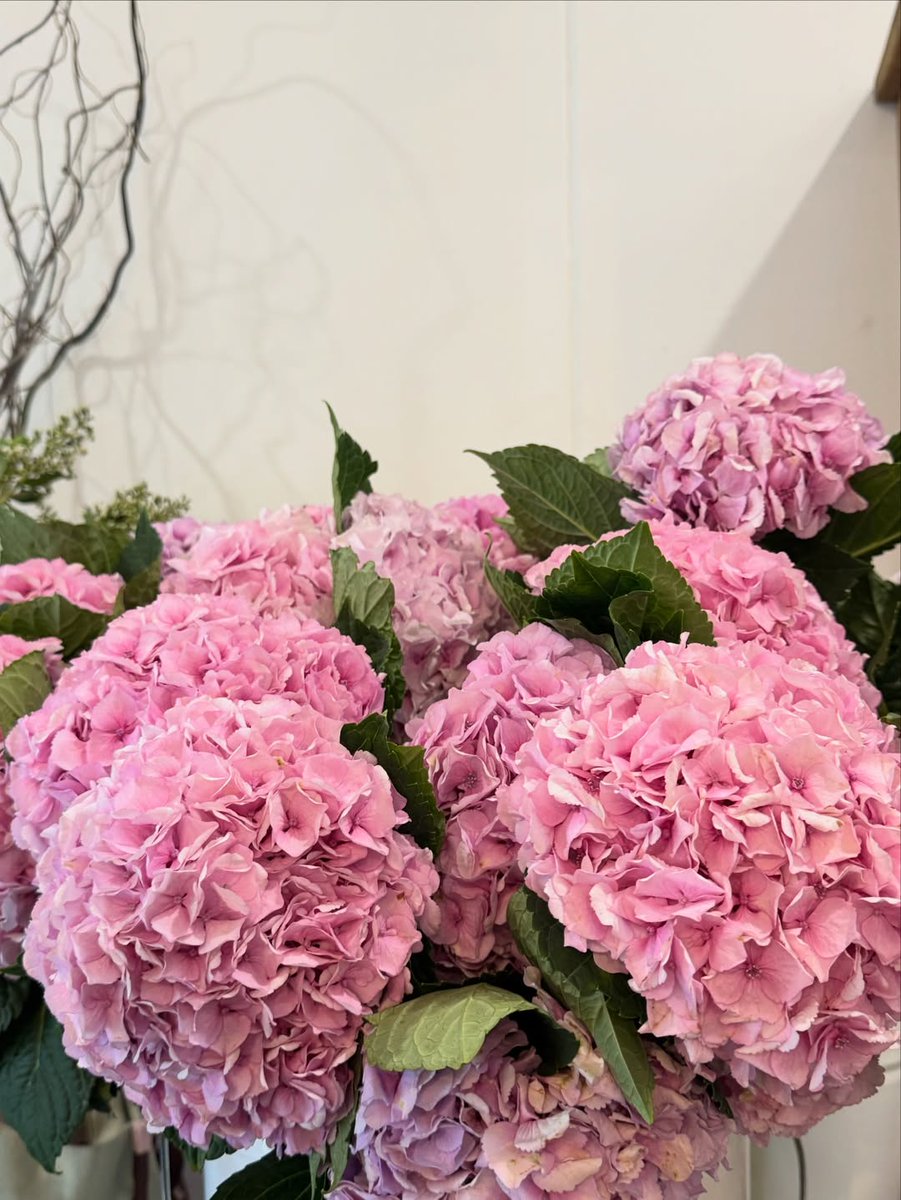 Come164785's tweet photo. With the arrival of new hydrangeas, I hope everyone can be reunited, fulfilled, and faithful. https://t.co/wkt1n24I0K