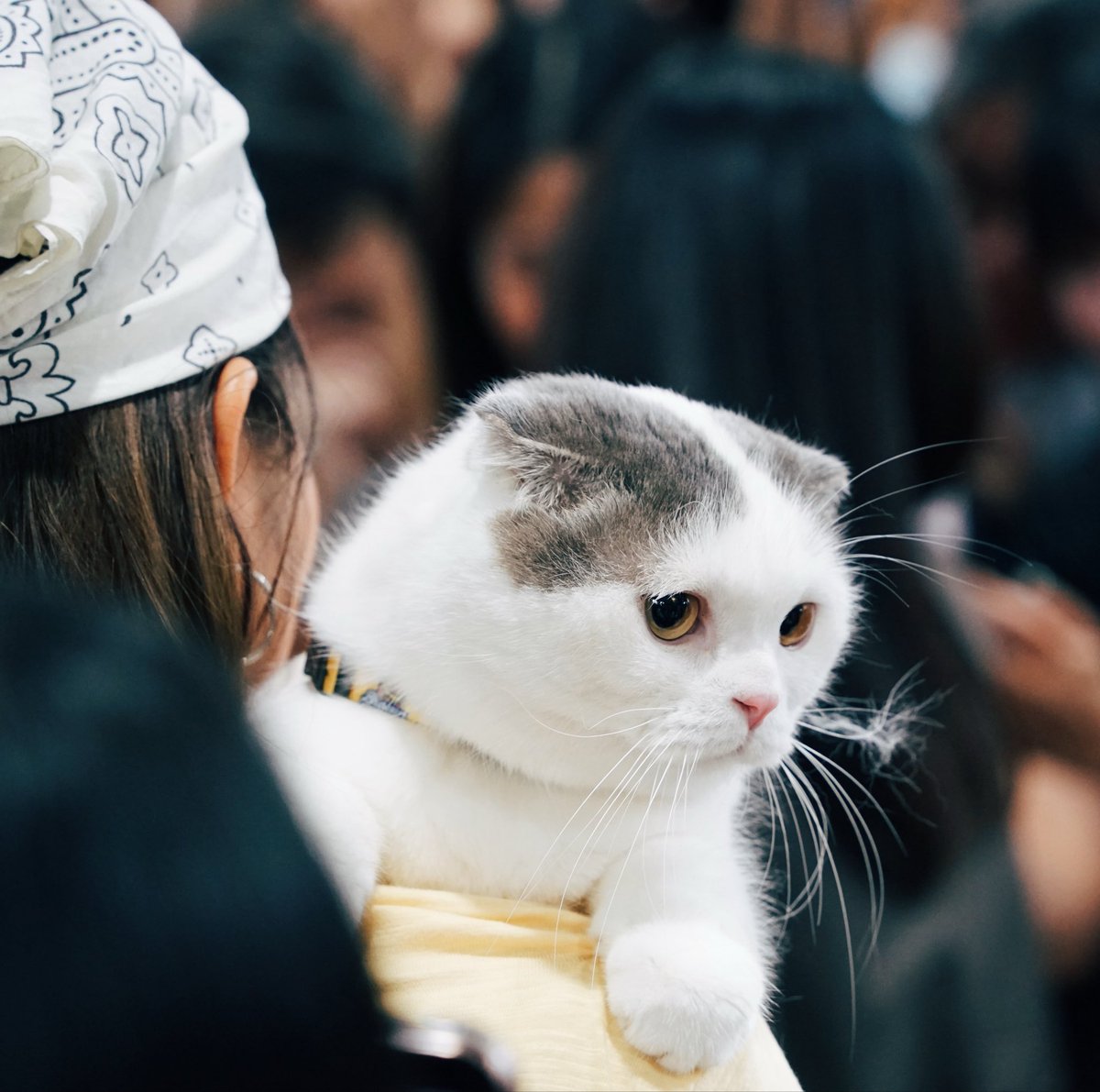 giforr11's tweet photo. วันนี้ไปหาจู๊ดที่งาน Pet Expo น่ารักมากก แฟนคลับก็เยอะมาก ตามในไลฟ์ตลอดได้เจอตัวจริงครั้งแรก ฟินมากฮะ คุณแม่ก็น่ารัก ขอให้จู๊ดโตไวๆ แข็งแรงๆ โดดลงจากตู้ได้เอง 🤣  เป็นกำลังใจให้คุณแม่พาจู๊ดออกงานอีกน้าา @jiewliewnjiggo https://t.co/7tS8Mf26Fl