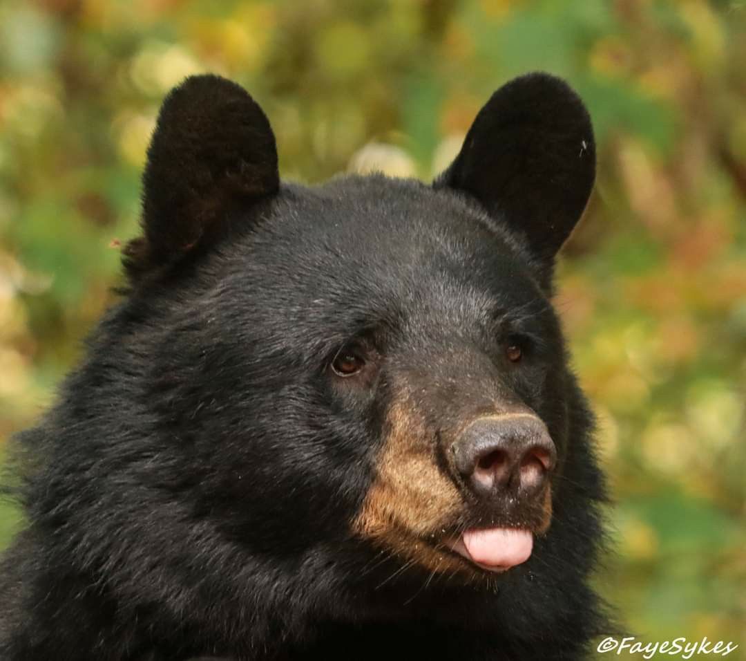 bearsdaily_'s tweet photo. https://t.co/QTpsMmyVV7