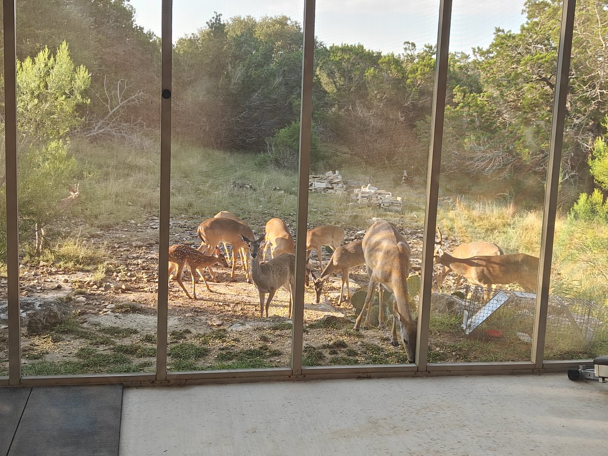 Afobos's tweet photo. Breakfast time for my deer friends! https://t.co/LMKx9URUrv