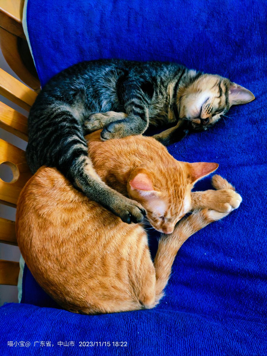 OkrewConsulting's tweet photo. Nothing beats the cozy vibe of lazy afternoons with my fur baby curled up on the couch—purrs and cuddles make every ordinary day brighter ， https://t.co/eVTXuWQrfY
