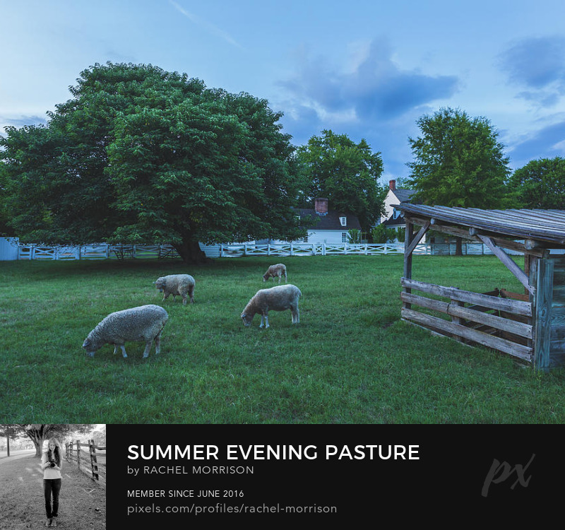 rachllea's tweet photo. Summer Evening Pasture
๐ https://t.co/mR4Pw7oPDX
#Virginia #ColonialWilliamsburg #photography https://t.co/CnI07HUK96