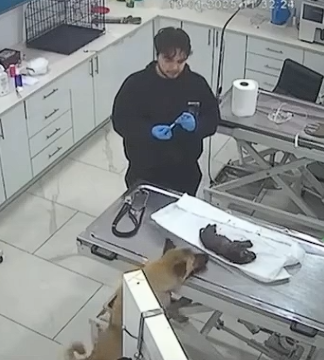 AcervoCharts's tweet photo. Cachorra de rua carregou seu filhote doente até um veterinário e salvou sua vida. https://t.co/chN3a2crlS
