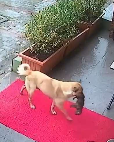 AcervoCharts's tweet photo. Cachorra de rua carregou seu filhote doente até um veterinário e salvou sua vida. https://t.co/chN3a2crlS