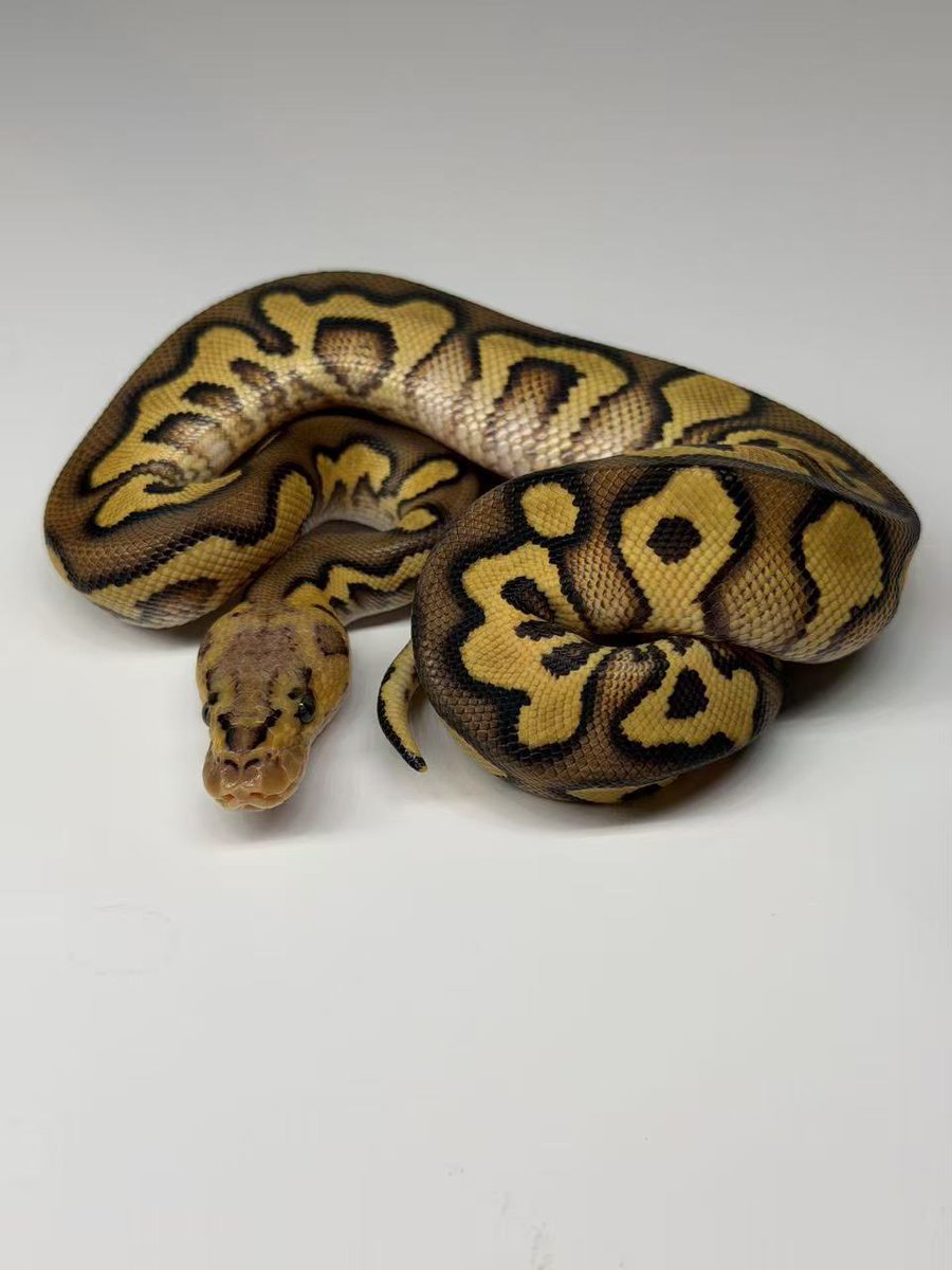 ReptilesMorph's tweet photo. （販売個体）

1.0 pastel chocolate rs yb clown 
 
¥130,000
#ボールパイソン https://t.co/vBUipdaC6J