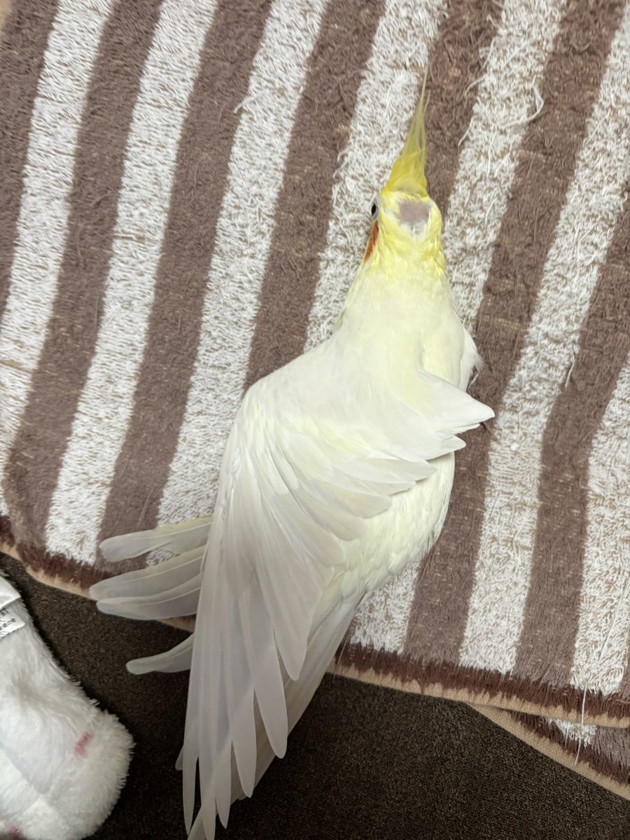 Azky3M's tweet photo. 撫でた後なのでボサボサになったお羽コザクラインコとスサーオカメインコとそのおハゲ
#コザクラインコ
#オカメインコ https://t.co/8czp4TCzXM
