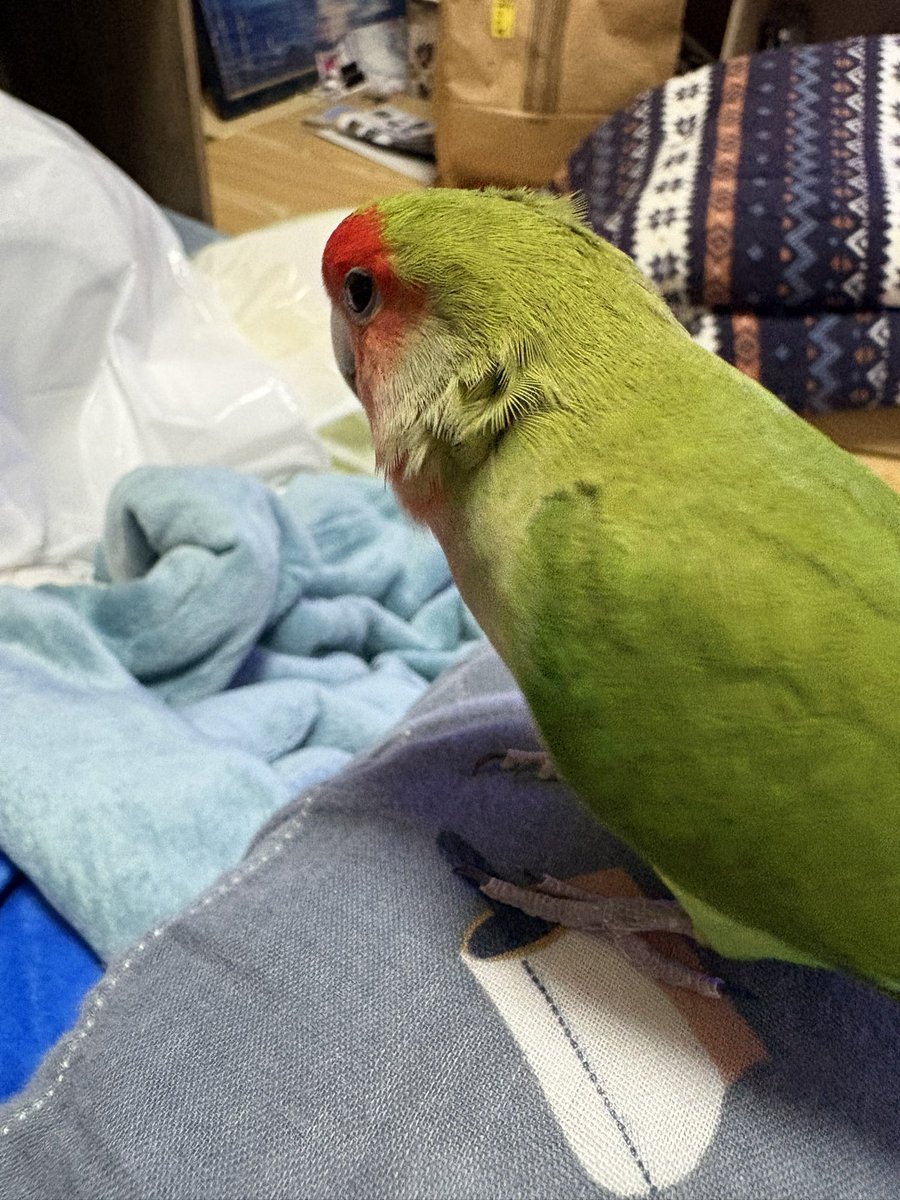 Azky3M's tweet photo. 撫でた後なのでボサボサになったお羽コザクラインコとスサーオカメインコとそのおハゲ
#コザクラインコ
#オカメインコ https://t.co/8czp4TCzXM