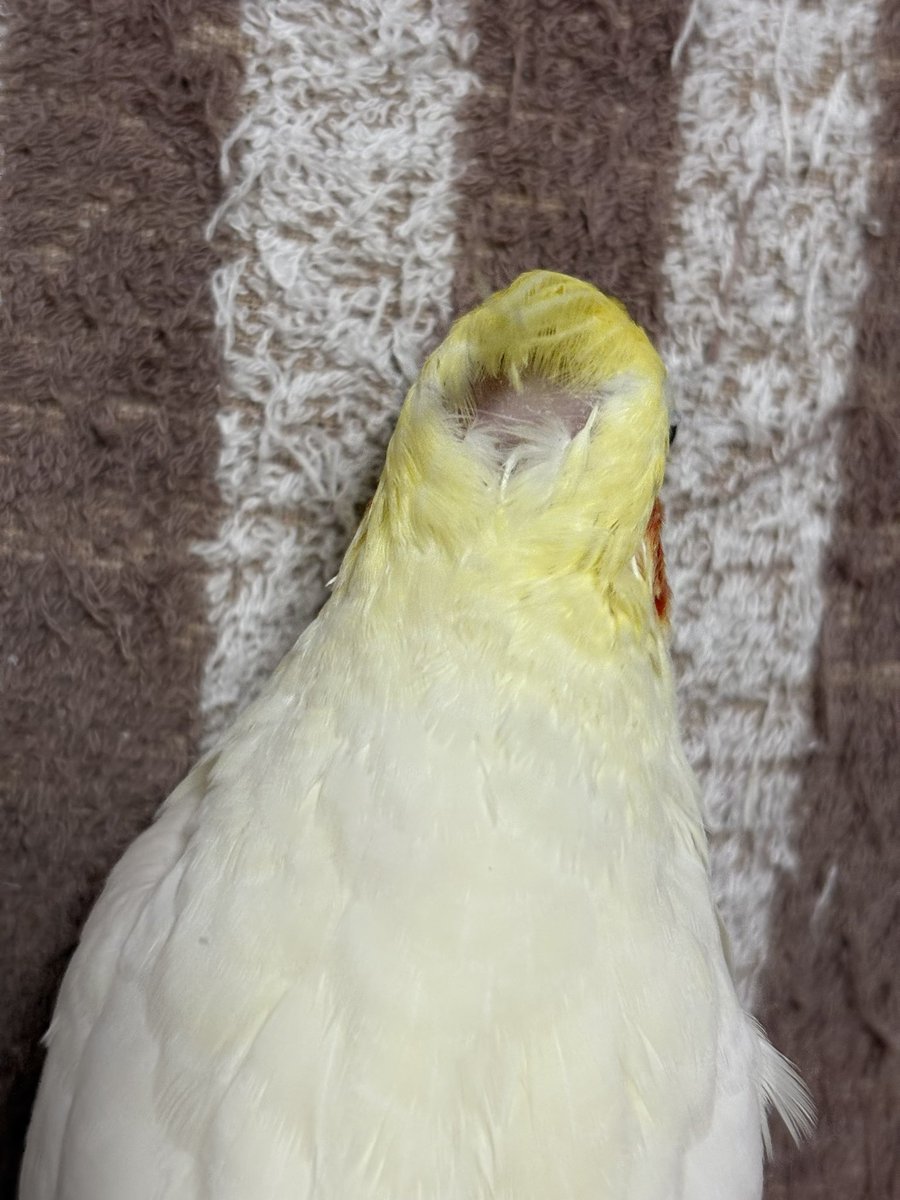 Azky3M's tweet photo. 撫でた後なのでボサボサになったお羽コザクラインコとスサーオカメインコとそのおハゲ
#コザクラインコ
#オカメインコ https://t.co/8czp4TCzXM