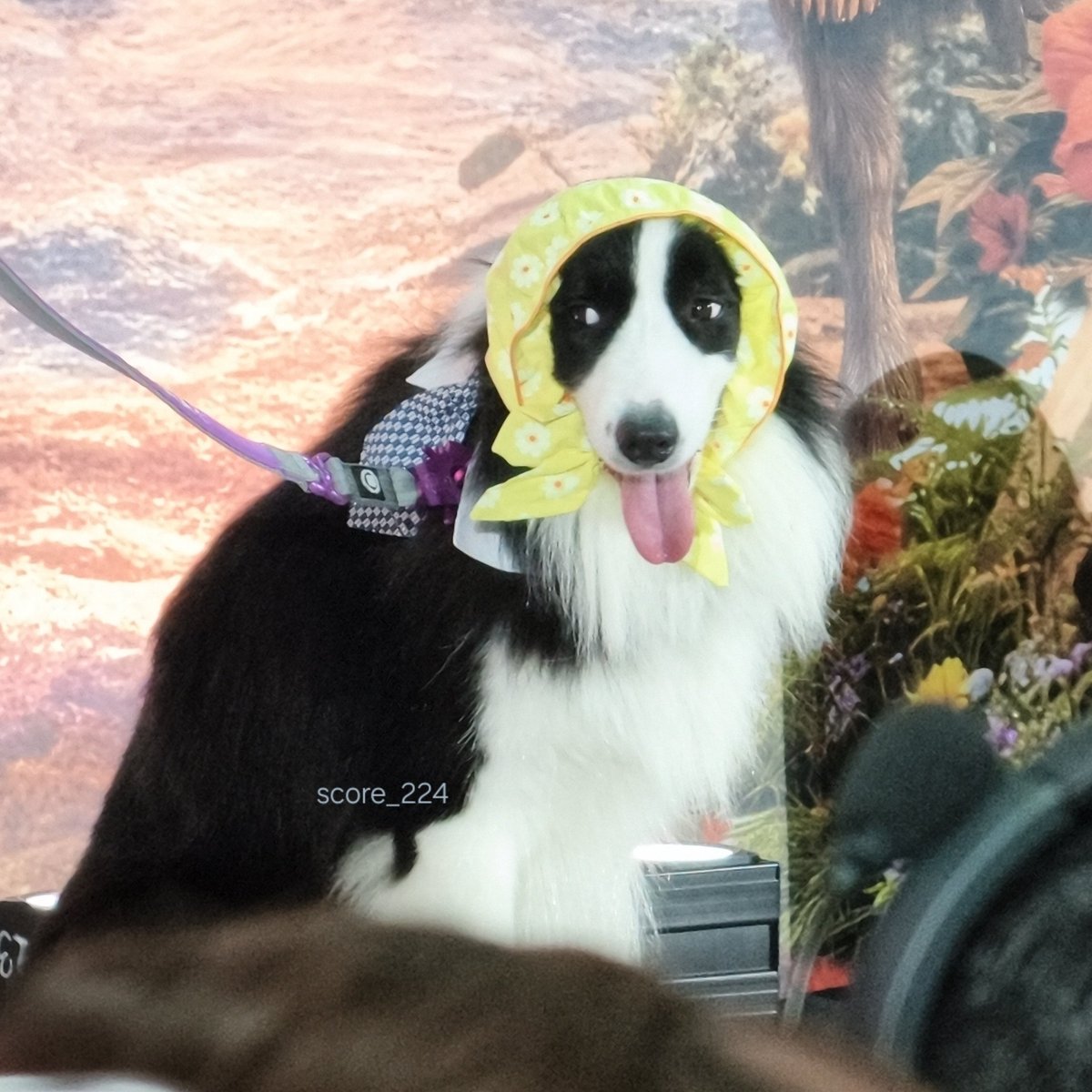 Score_224's tweet photo. หนูน้อยหมวกเหลืองของอุนยายยยย

#VIFxYWZSPetexpo
#zuluecho5 #sammerbcollie
#warwanarat  #yinyin_anw https://t.co/2WVTj68AnX