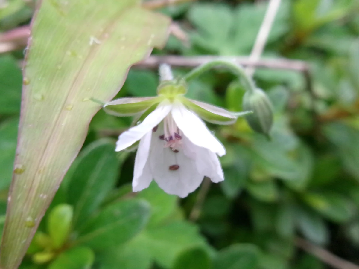 のりちゃん2 on X: 