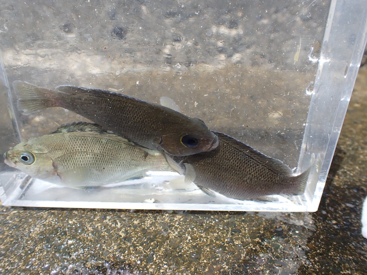 ikimono_bu's tweet photo. 数日前、静岡県に海合宿に行っていました！
磯や漁港、砂浜で様々な生き物に出会うことができ、とても有意義な時間となりました！ https://t.co/dfhYc0GxVh