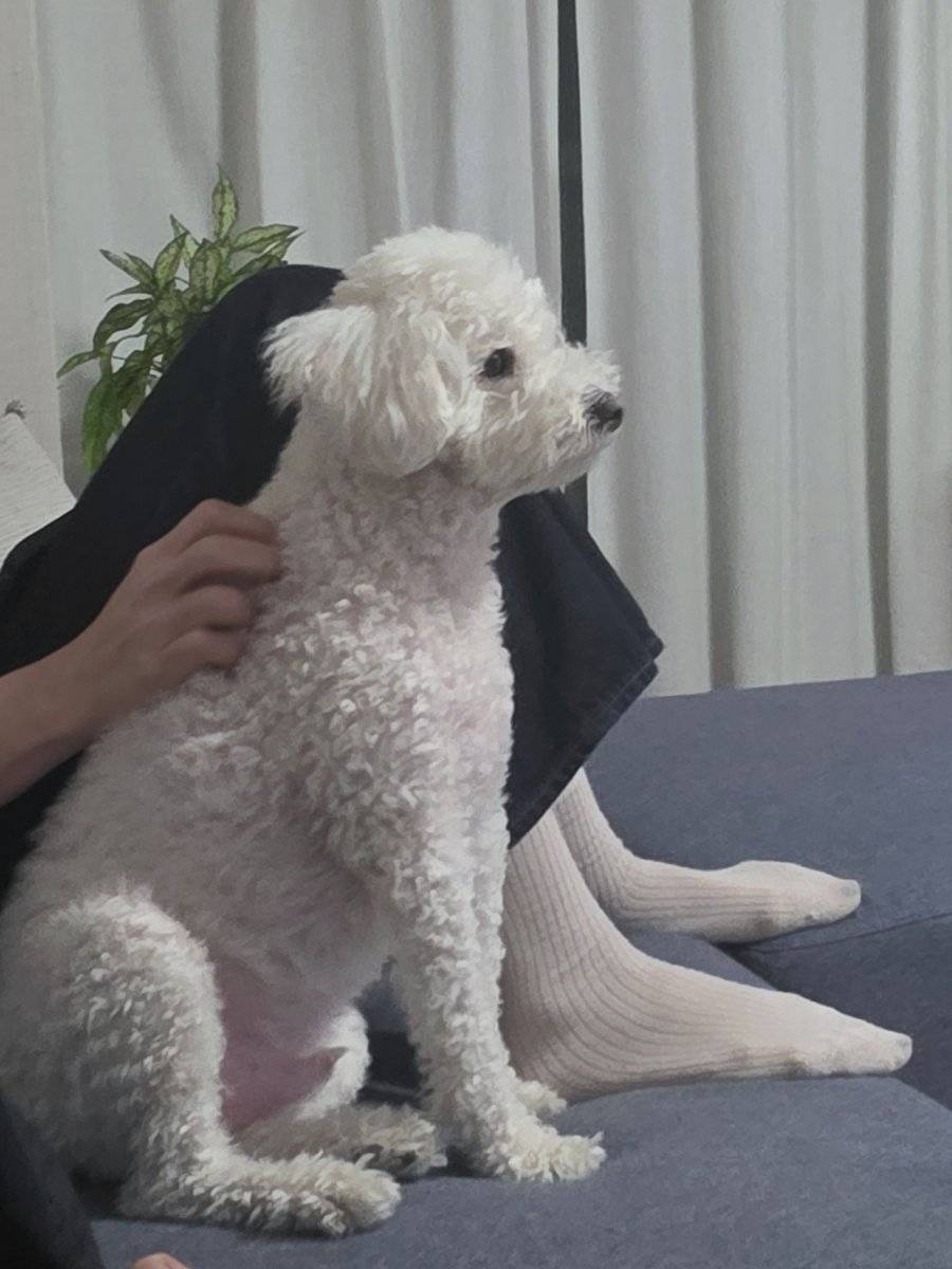 ruuuuusc's tweet photo. 영원즈네 강아지들 같이보니까
찰리 공룡만하고  겨울이 주먹만해서 너믜웃겨  아 ㅠ https://t.co/3Q7Xk6E9UE