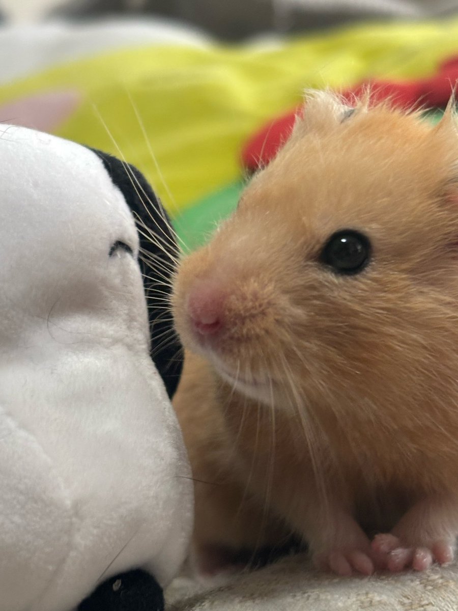 hamu_kintoki's tweet photo. おともだちでち⋆⸜🐹⸝‍⋆ https://t.co/lPJZeqMqR6
