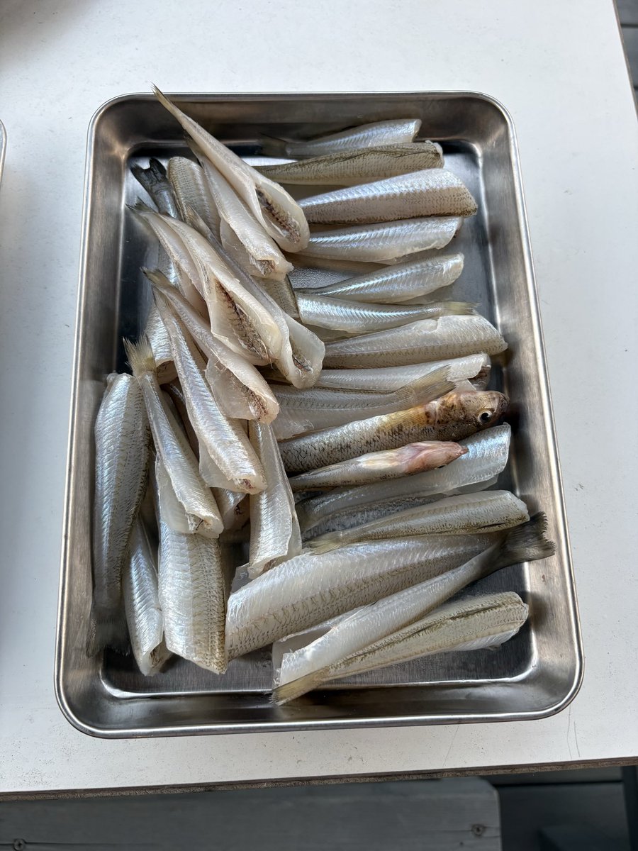 fishclimbingken's tweet photo. カニ🦀採りの外国人ばかりの中で釣りしてましたが、朝マズメには日本人の釣り人が隣に来てひと安心😮‍💨

普通は嫌に思うくらいの距離でも、いてくれてありがとうー笑

まあ嫌な事はあったけど、キスもそれなりに釣れたし、フライにして子供が美味しいと😋言うてくれたから良しとしよう。

#キス釣り https://t.co/tWebqzPfSt