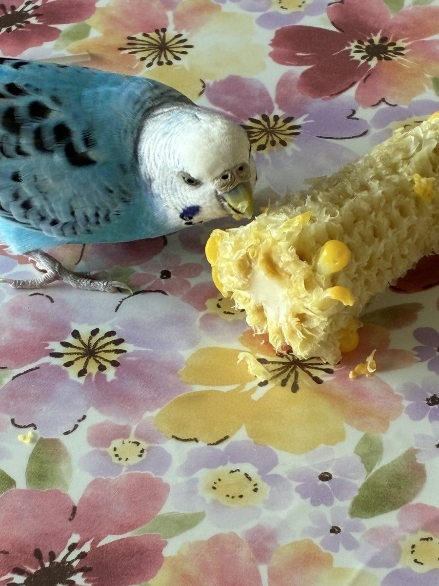 hachixco's tweet photo. とうもろこしが汚くて申し訳ない💦
クーちゃんは🌽が大好き💕
夢中になって食べてます😊 https://t.co/bGchs2i8jt