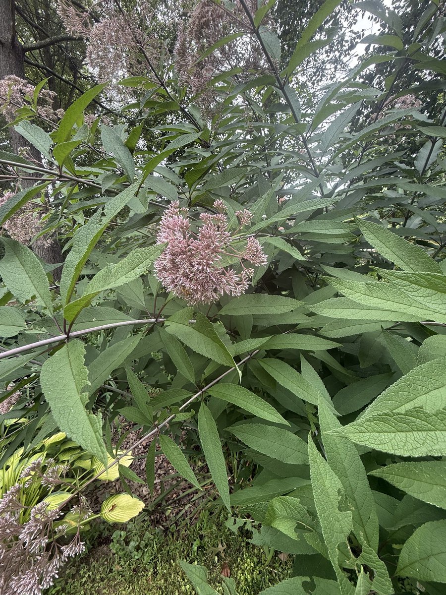WDCGardener's tweet photo. Joe-Pye Weed is having its season now and looking great in this Columbia, MD, home garden. #gardendc #dmv #joepyeweed #nativeplant https://t.co/LvsYiubxbg