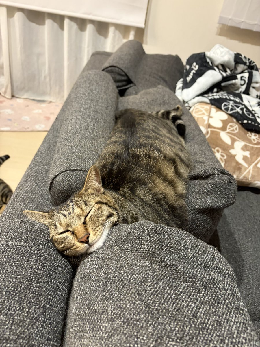 full_nee3's tweet photo. ワクチン打った日に疲れつつドヤ顔就寝のパイくんと
机の際におちょんこしてお腹の皮がはみ出てるたいがちゃん。

最近の可愛いショットおさめる。 https://t.co/MOlArWz8qo
