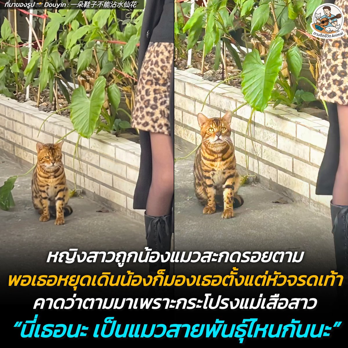 AnimalFW_TH's tweet photo. หญิงสาวรู้สึกแปลกๆ เหมือนมีใครสะกดรอยตาม หันไปดูพบน้องแมวลสยเบงกอลเดินตาม พอเธอหยุดรอ น้องก็มานั่งจ้องเธอตั้งแต่หัวจรดเท้า ราวกับสงสัยว่า “ยัยนี้เป็นแมวงั้นเหรอ” 😳😐🫤
(มีคลิปเพิ่มเติมของน้อง)
เรื่องราวสุดฮาของหญิงสาวคนหนึ่งถูกน้องแมวเดินสะกดรอยตามต้อยๆ แต่พอเธอหยุดเดินปุ๊บ น้องแมวก็หยุดตาม แล้วจ้องมองเธอตั้งแต่หัวจรดเท้าด้วยสายตาที่ทั้งอึ้งและเต็มไปด้วยความสงสัย 😦

ชาวเน็ตต่างพากันแซวและเดาใจน้องแมวกันไปต่างๆ นานาฮะ ว่าสาเหตุที่น้องตามติดแถมมองแรงขนาดนี้ คงเป็นเพราะ "กระโปรงลายเสือสาว" ที่เธอใส่อยู่นั่นเองฮะ น้องคงสับสนว่า เอ๊ะ... ลายมันคุ้นๆ เหมือนลายบนตัวฉันเลย เลยทำหน้างงขนาดนี้ เห็นแล้วอดขำไม่ได้จริงๆ ฮะ 🤣

ใครเคยถูกน้องหมาหรือน้องแมวสะกดตามเพียงเพราะสวมเสื้อลายคล้ายๆ กันแบบนี้บ้างฮะ 🫠

เรียบเรียง 🖋️ แอดเพา
ที่มาของรูป 📸 Douyin : 一朵鞋子不能沾水仙花
#แมว #หมา #ทาสแมว #อาณาจักรสัตว์โลก #ตามติดชีวิตAnimal