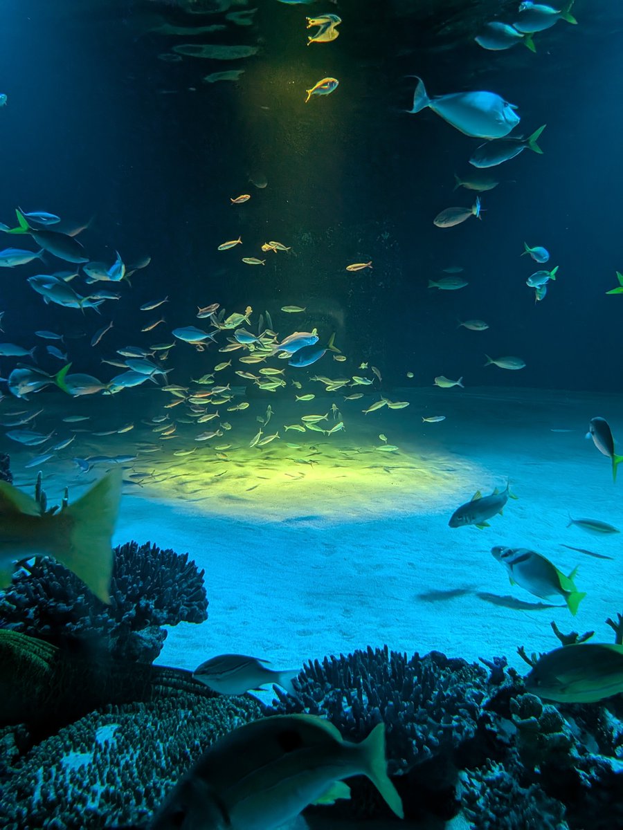 riyary's tweet photo. 🐟️ https://t.co/YhTLHRwvbX