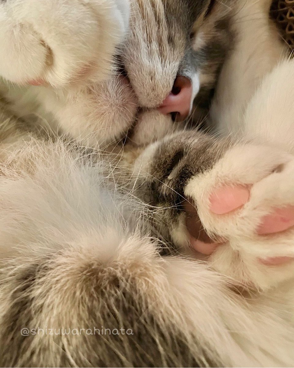 shizuwarahinata's tweet photo. 肉球大サービス🐾 https://t.co/ledmNBEgqs