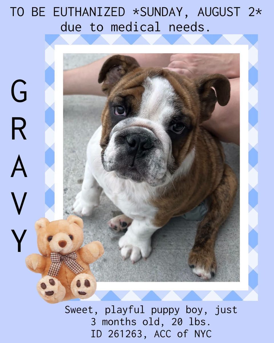MoishesMom's tweet photo. ⚠️🚨Gravy needs Rescue 🛟 Today, Sunday August 2️⃣ • He arrived yesterday Aug 1️⃣ and is being kill listed for a congenital deformity 😭💔

Gravy is 3️⃣ months old •2️⃣0️⃣pounds  

🆔 2️⃣6️⃣1️⃣2️⃣6️⃣3️⃣• NYCACC 

@SNORTRescue  🙏🏻💞🙏🏻

✍️ a DM @notthesameone2 to apply to save this sweet gorgeous English Bulldog 3️⃣ month old puppy 🚨⚠️