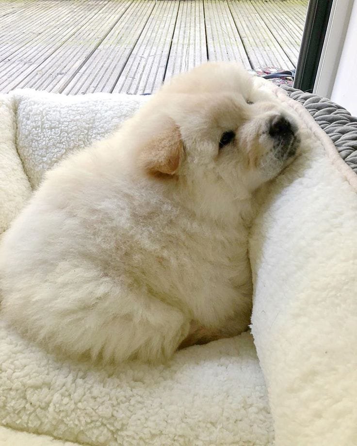 puppies_video's tweet photo. What a cuteness...
What would you name him https://t.co/EzUu9GNNgy