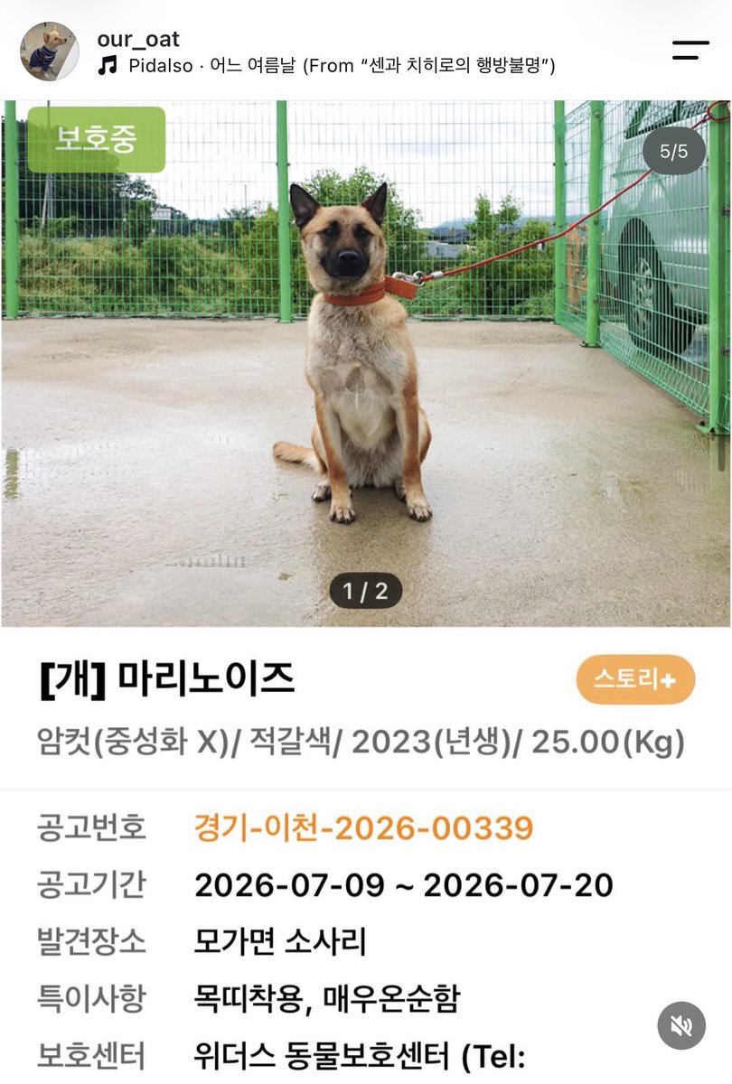 findmypaw's tweet photo. <임보급구> 1개월 이상 임보처 있을시 구조됩니다
무통보 안락사하는 여주 위더스보호소예요
연락 잘 되는 개인구조자님입니다.
각각 7kg, 9.5kg, 3.2kg, 25kg 이에요.
임시보호 두달이면 생명을 살립니다

임보문의 아래 인스타 DM
https://t.co/qU41cYZel6 https://t.co/MSXpMQZ5Ni