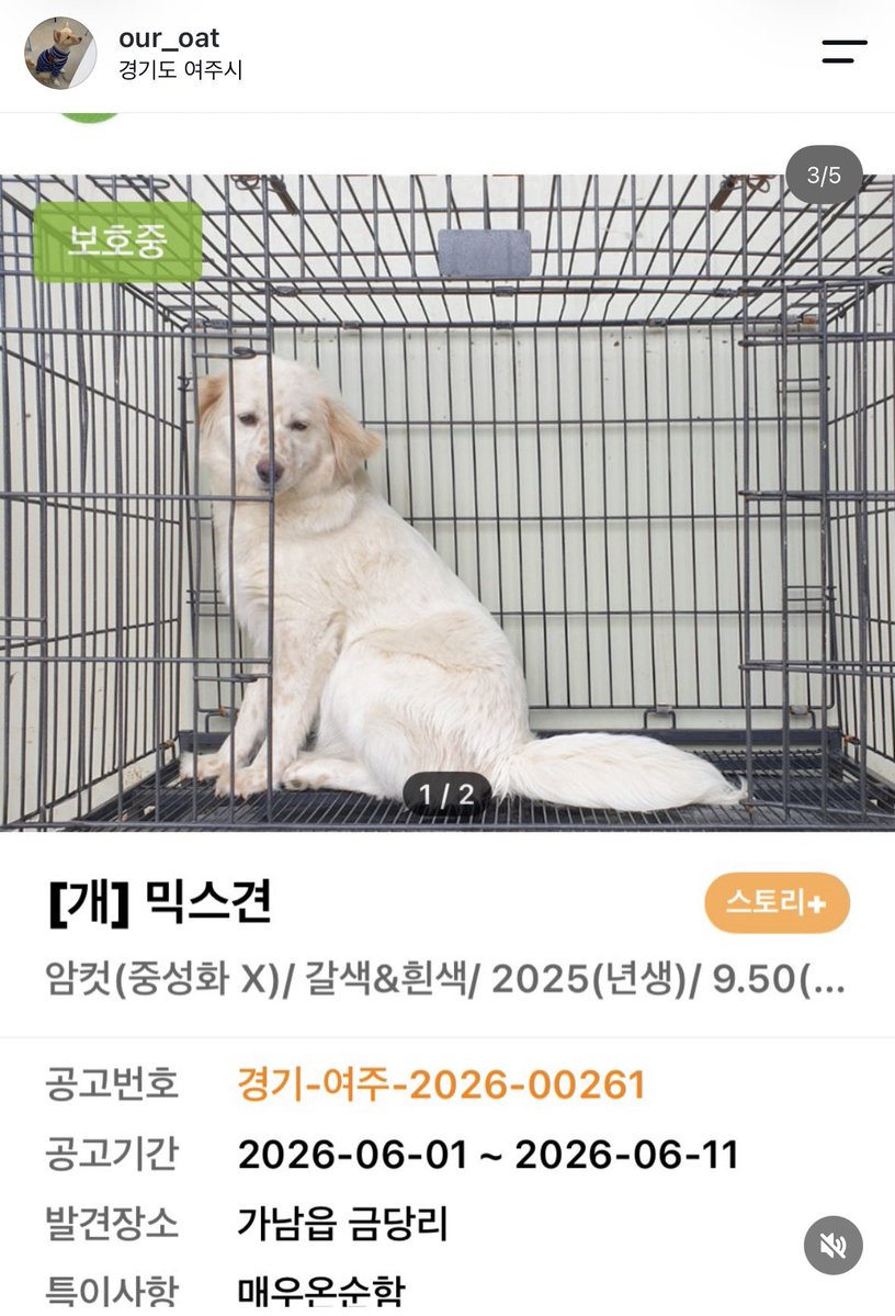 findmypaw's tweet photo. <임보급구> 1개월 이상 임보처 있을시 구조됩니다
무통보 안락사하는 여주 위더스보호소예요
연락 잘 되는 개인구조자님입니다.
각각 7kg, 9.5kg, 3.2kg, 25kg 이에요.
임시보호 두달이면 생명을 살립니다

임보문의 아래 인스타 DM
https://t.co/qU41cYZel6 https://t.co/MSXpMQZ5Ni