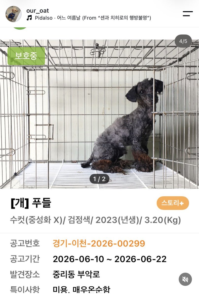 findmypaw's tweet photo. <임보급구> 1개월 이상 임보처 있을시 구조됩니다
무통보 안락사하는 여주 위더스보호소예요
연락 잘 되는 개인구조자님입니다.
각각 7kg, 9.5kg, 3.2kg, 25kg 이에요.
임시보호 두달이면 생명을 살립니다

임보문의 아래 인스타 DM
https://t.co/qU41cYZel6 https://t.co/MSXpMQZ5Ni