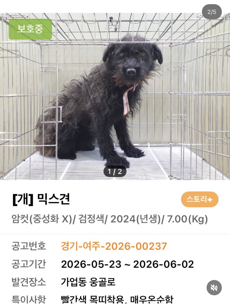 findmypaw's tweet photo. <임보급구> 1개월 이상 임보처 있을시 구조됩니다
무통보 안락사하는 여주 위더스보호소예요
연락 잘 되는 개인구조자님입니다.
각각 7kg, 9.5kg, 3.2kg, 25kg 이에요.
임시보호 두달이면 생명을 살립니다

임보문의 아래 인스타 DM
https://t.co/qU41cYZel6 https://t.co/MSXpMQZ5Ni