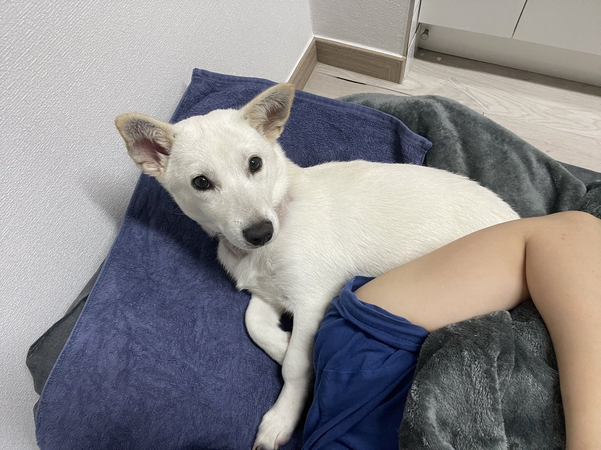 findmypaw's tweet photo. <릴레이 임보처 급구>
퍼피인데 진도화분인 전설의 아기 운명이
분리불안 없고, 실외배변해요. 조용조용해서 카페도 잘 따라다녀요. 겁이 많지만 온순하고 대견사회성도 좋은편이에요.
내일 중성화 후 임보처가 없습니다. 안정적인 릴레이임보처 구해요.

문의: 인스타 dm
https://t.co/hOAMD4k8Na https://t.co/pTCj2BObUn