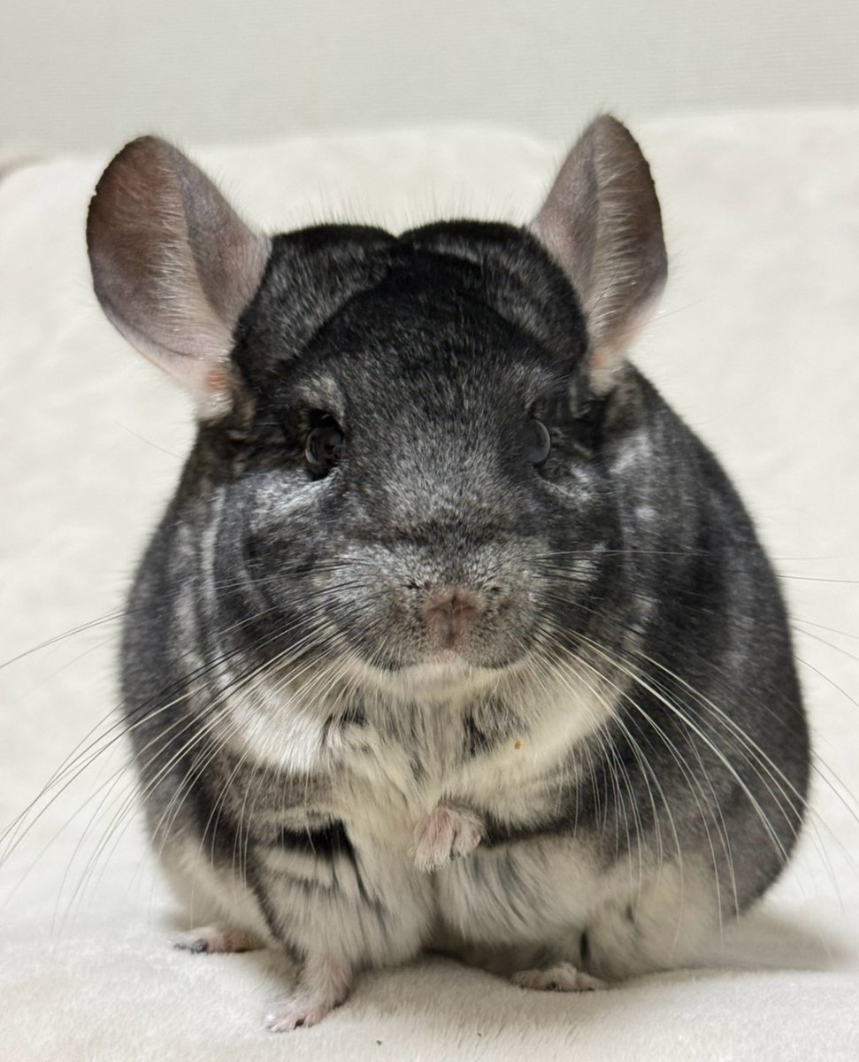 3UX7LKEdlvRVTTK's tweet photo. ハッとしてるチンチラ https://t.co/VJIjj4Jnbv