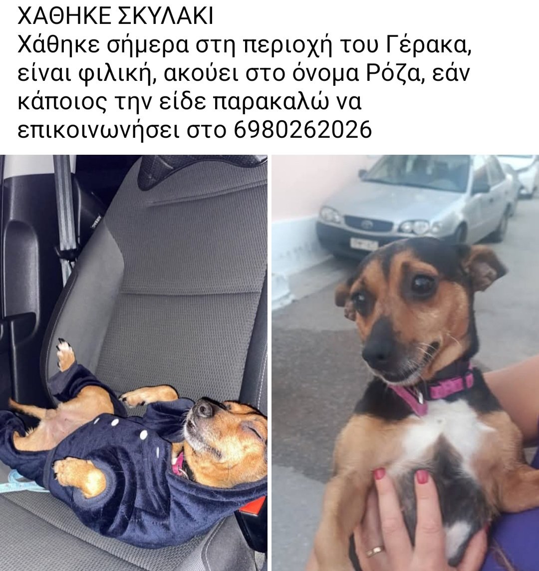 KatKatPt's tweet photo. 🆘️🆘️🆘️
Χάθηκε η Ρόζα στην περιοχή του Γέρακα 
Είναι φιλική 
Για οποιαδήποτε πληροφορία καλέστε άμεσα στο τηλ 
Rt 🙏 🙏 🙏 https://t.co/J6AScK0joo