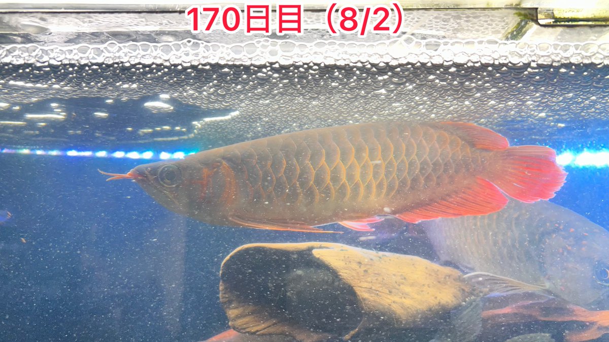 Brio1Nac's tweet photo. 今日の紅龍170日目。
エアコン入れ替えのどさくさに紛れて120へ移動。やっぱり髙背がイキッたので彼は監獄へ行きました。

ほぼリセットしたので水がイマイチ。
近日中に紅龍noteを更新予定。

#センタラムレッド
#七祭堂
#アロワナコロニー七祭堂
#アジアアロワナ
#紅龍 https://t.co/Wwrfa5icpv