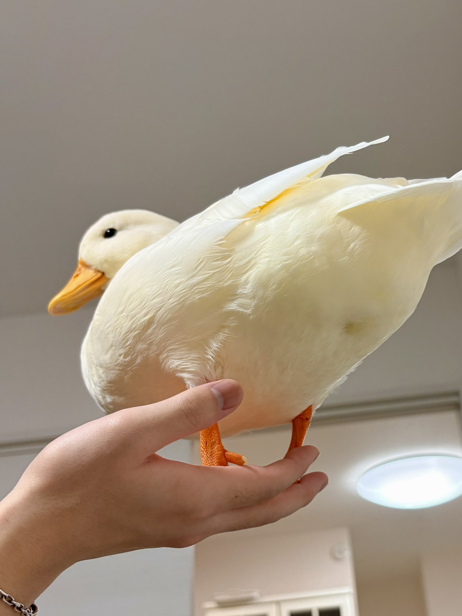 Ducks（二羽のカモ） Two 【お買取成立】ヘレンド