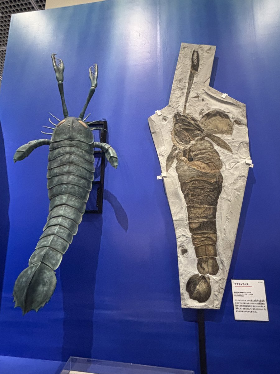yusuke0902cup's tweet photo. 大絶滅展行ってきました🦖 https://t.co/mdPWrFmRQ2