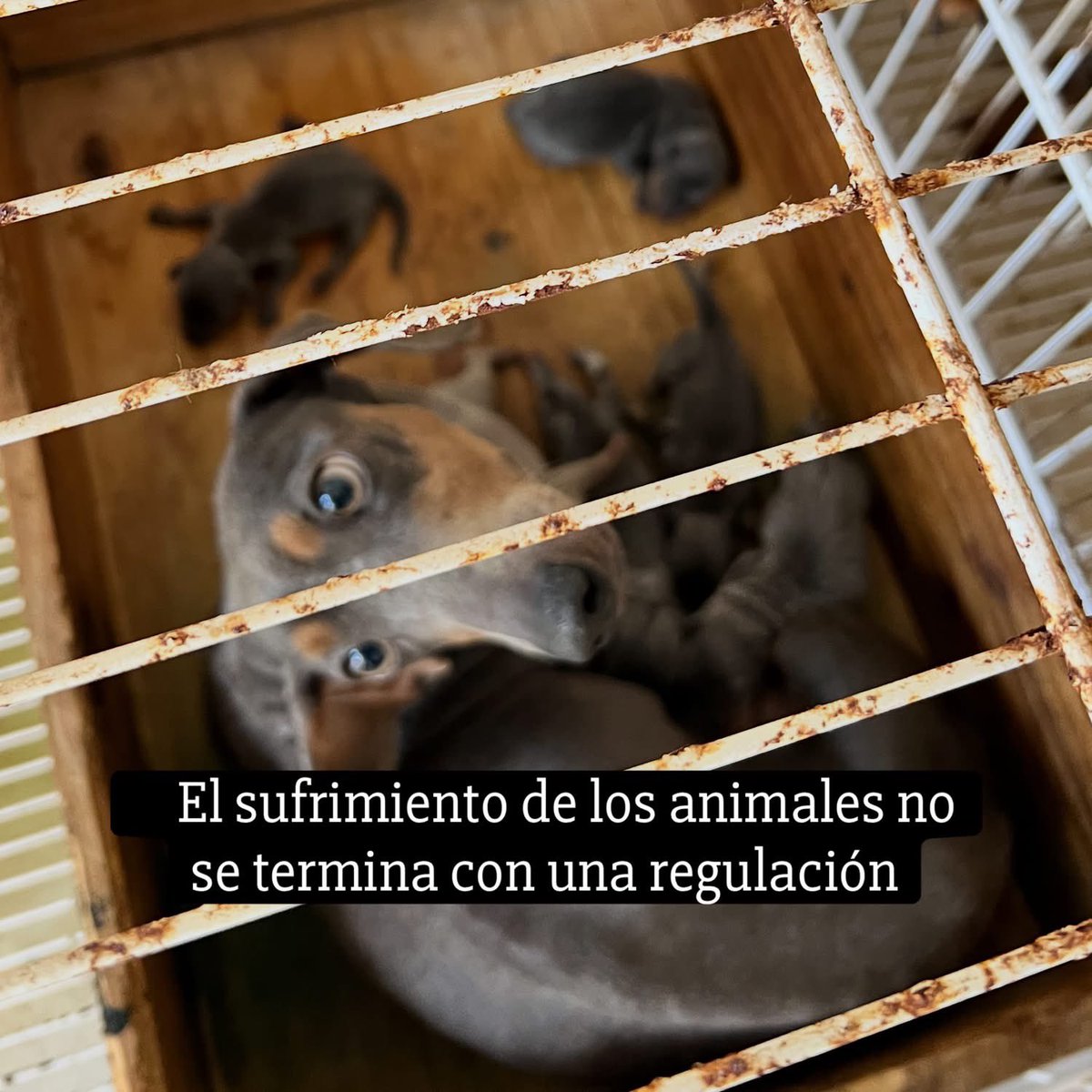 mavica7's tweet photo. Fer Pieroni: El maltrato y la clandestinidad no se regulan, se combaten.

El sufrimiento de los animales no termina con una regulación. Termina con educación, con campañas masivas y sostenidas de castración, con adopción responsable y con penas realmente duras para quienes ejercen el maltrato animal.

No existe ni va a existir un criadero en donde no exista el maltrato. Mientras existan animales explotados para reproducirse y ser vendidos, vamos a seguir denunciando cada situación de maltrato que encontremos.

Ninguna regulación puede impedir que un criadero sea denunciado o allanado cuando existan hechos que constituyan maltrato animal. Una regulación nunca puede estar por encima de una ley nacional, y la Ley 14.346 sanciona el maltrato y los actos de crueldad hacia los animales.

Los animales no son un negocio. Son seres sintientes y merecen vivir con respeto, dignidad y libertad.
