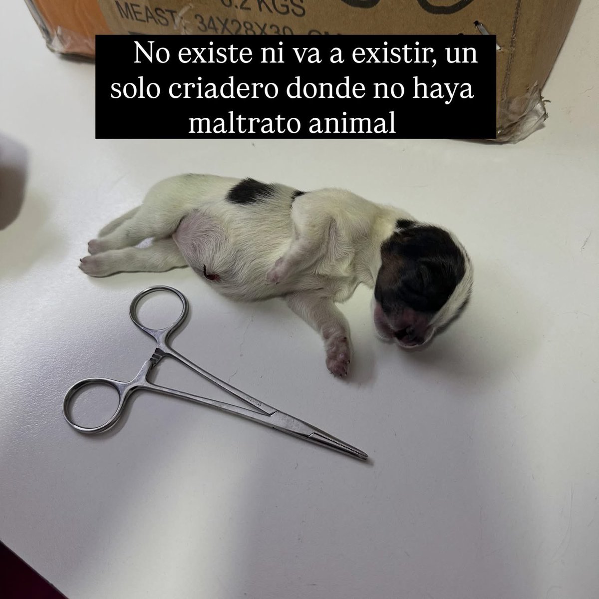 mavica7's tweet photo. Fer Pieroni: El maltrato y la clandestinidad no se regulan, se combaten.

El sufrimiento de los animales no termina con una regulación. Termina con educación, con campañas masivas y sostenidas de castración, con adopción responsable y con penas realmente duras para quienes ejercen el maltrato animal.

No existe ni va a existir un criadero en donde no exista el maltrato. Mientras existan animales explotados para reproducirse y ser vendidos, vamos a seguir denunciando cada situación de maltrato que encontremos.

Ninguna regulación puede impedir que un criadero sea denunciado o allanado cuando existan hechos que constituyan maltrato animal. Una regulación nunca puede estar por encima de una ley nacional, y la Ley 14.346 sanciona el maltrato y los actos de crueldad hacia los animales.

Los animales no son un negocio. Son seres sintientes y merecen vivir con respeto, dignidad y libertad.