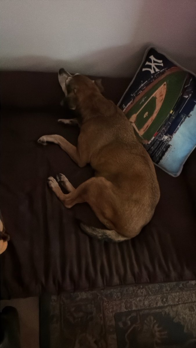 robby4547's tweet photo. @mafia_mastiff Nap time after cookies https://t.co/Gp65eB3tm1