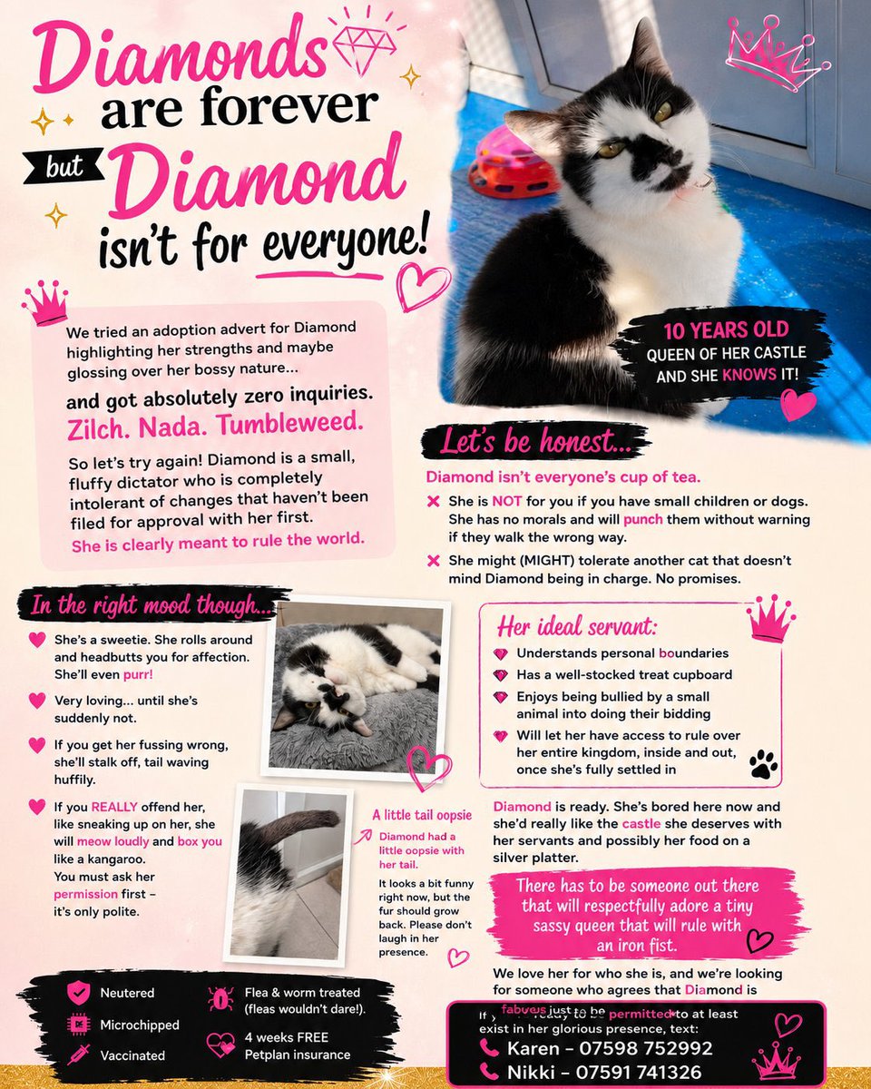 newstartcats1's tweet photo. It's heartbreaking but we've still had not even one single enquiry for Diamond! 

Our plea may be echoing into the void but someone, somewhere, will love this girl for who she is. We have to believe that 💜 https://t.co/hAzDjFUnWC