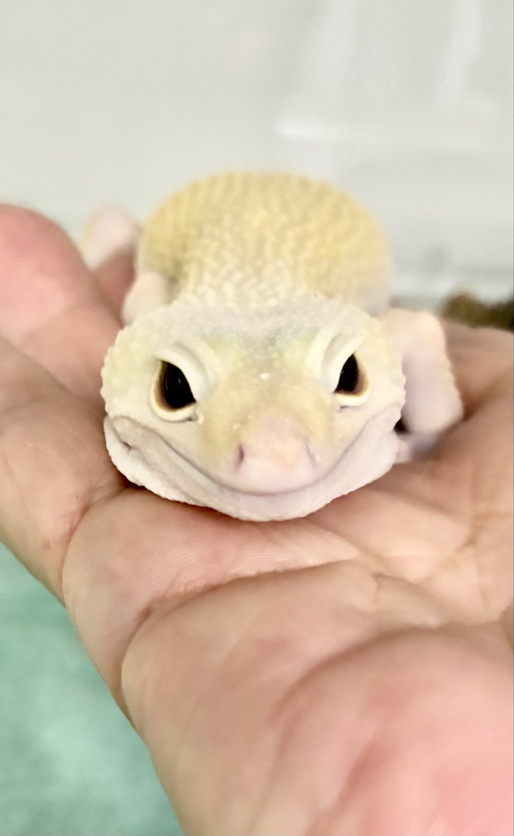 equuleus7sn's tweet photo. 長老ユキちゃん🦎今回も外部委託まる投げ脱皮ʅ（◞‿◟）終わって🦗4匹目
🦎わしゃ〜まだまだ食えるだあよ❣️ https://t.co/q3XYSMHxOL