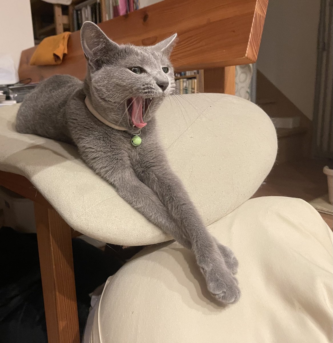 shimura_ken_'s tweet photo. くつろぎ
#猫 https://t.co/KUz5bw9zwV