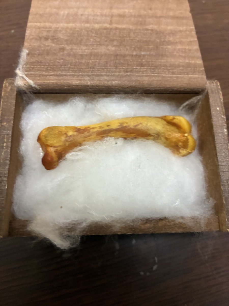 oredatttebayooo's tweet photo. ハイペロは14年前に食べた
美味しかった手羽先の骨を
小箱に入れて大切に保管しています🪽

明日お久しぶりのM-1です。 https://t.co/yFkSqgFnsu