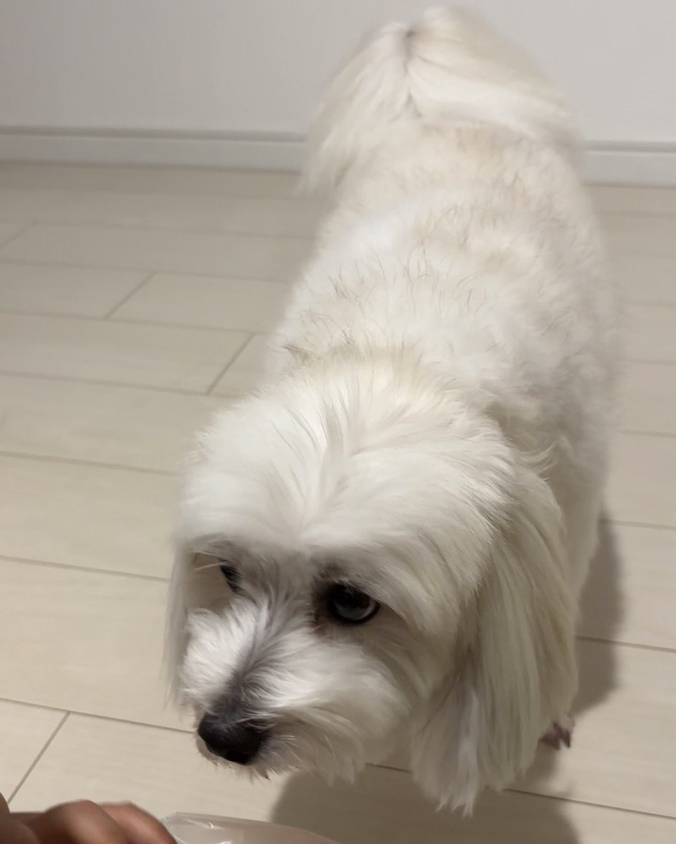Doggo_MalPapi's tweet photo. お昼時の真剣なクンクンです🐶 https://t.co/6cFAR8vcua
