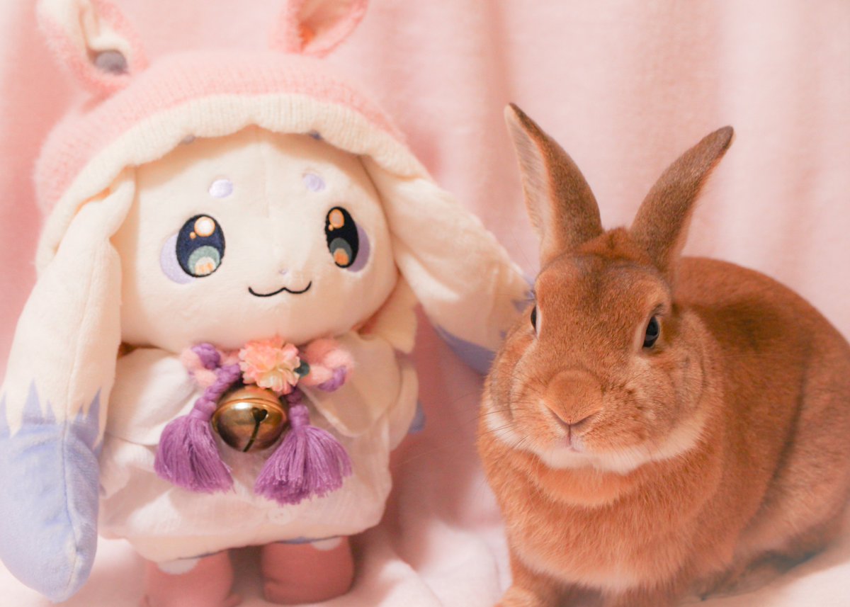 zanpan0u0's tweet photo. バニーの日らしいので↓の時の別ショットを📸🐇
#ちょまと撮ったよ https://t.co/HWSeAEnqHL