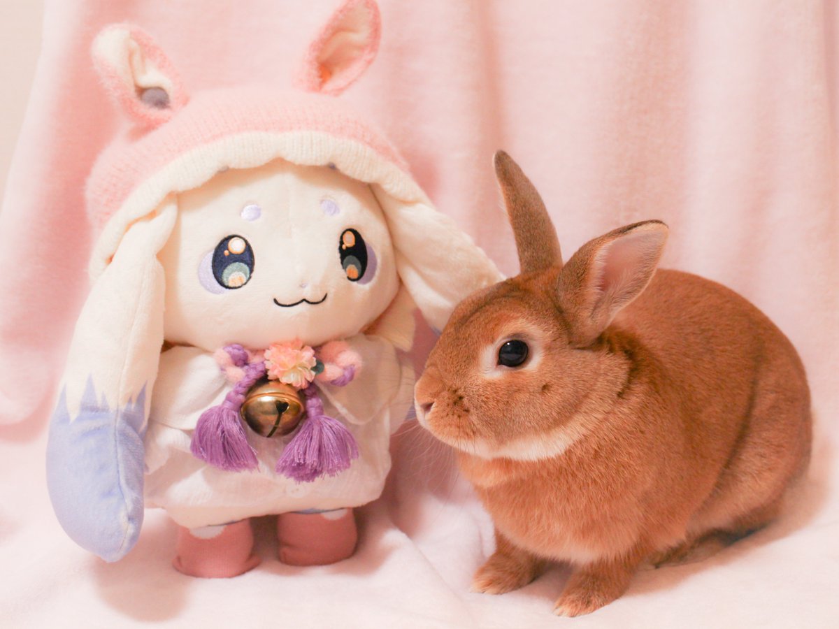 zanpan0u0's tweet photo. バニーの日らしいので↓の時の別ショットを📸🐇
#ちょまと撮ったよ https://t.co/HWSeAEnqHL