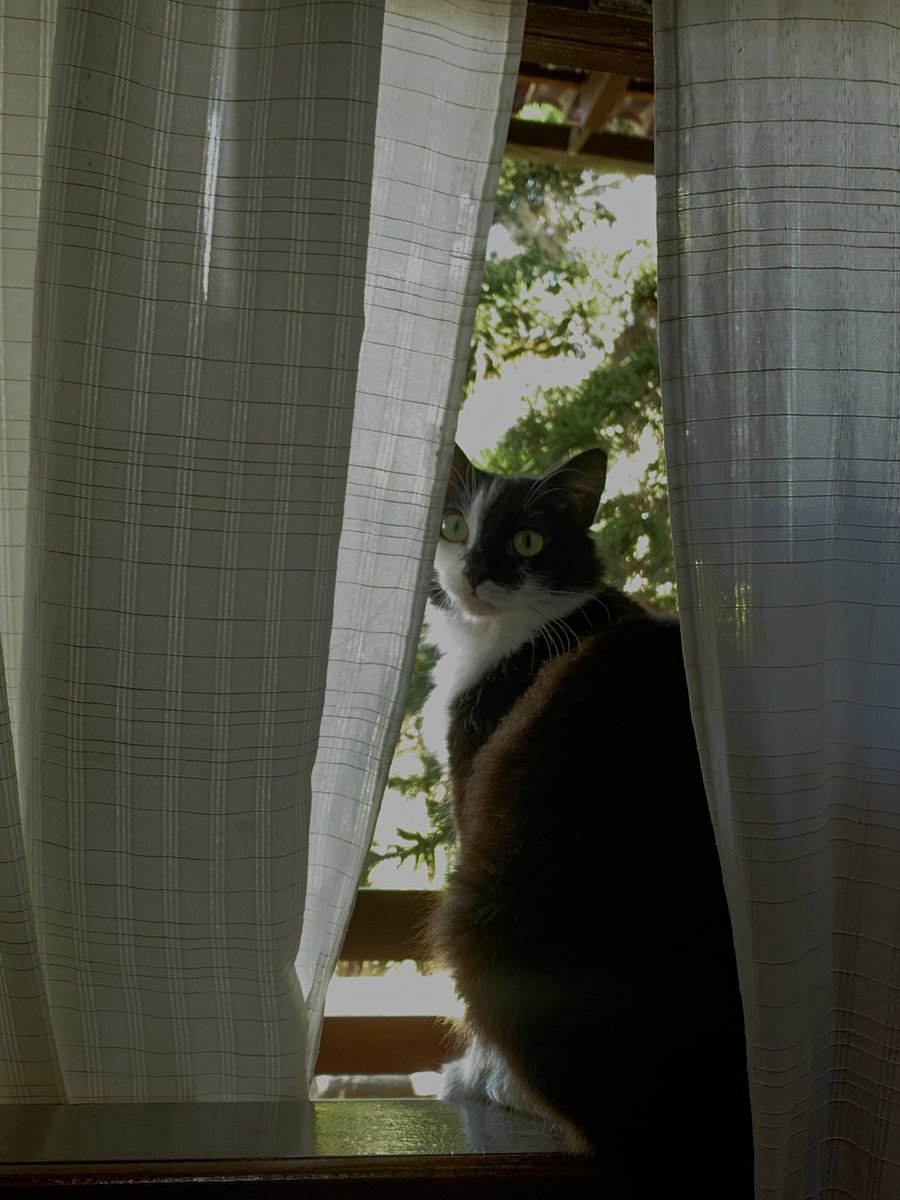 nunelanuthellla's tweet photo. gatinho https://t.co/uDpH4k3A1Q