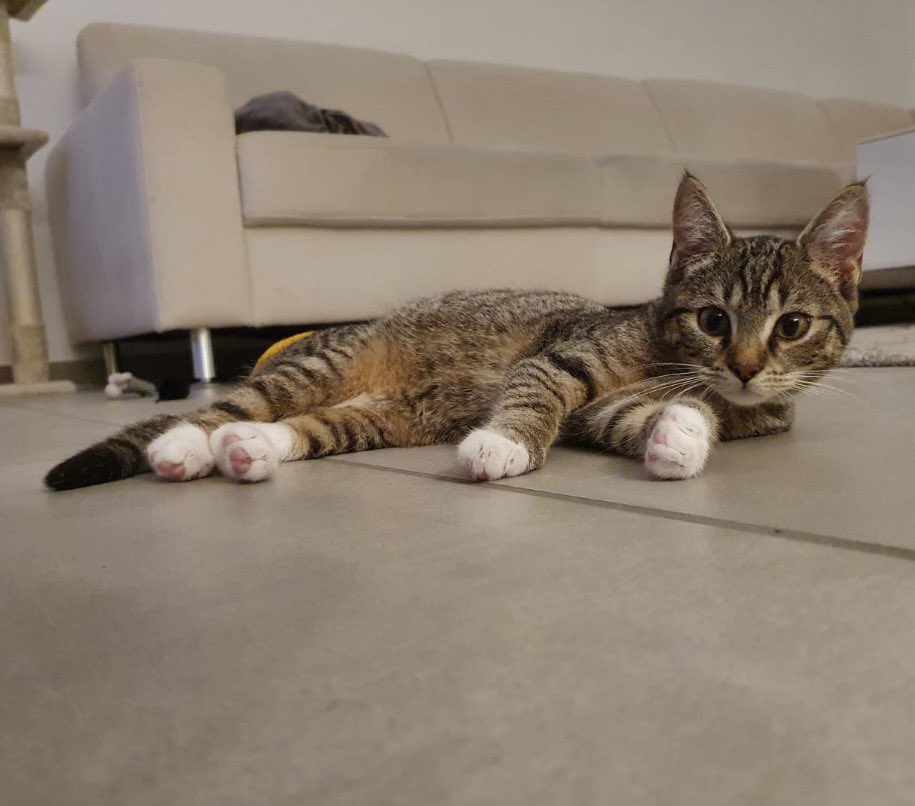 milo😼 tweet media
